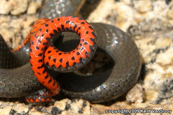 San Diego Ring-necked Snake (Diadophis punctatus similis)