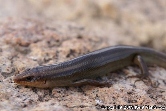 Western Redtail Skink (Plestiodon gilberti rubricaudatus)