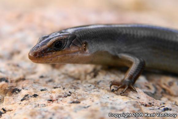 Western Redtail Skink (Plestiodon gilberti rubricaudatus)