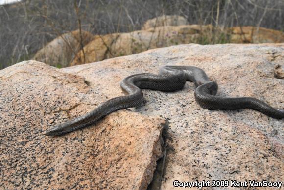 Coastal Rosy Boa (Lichanura trivirgata roseofusca)