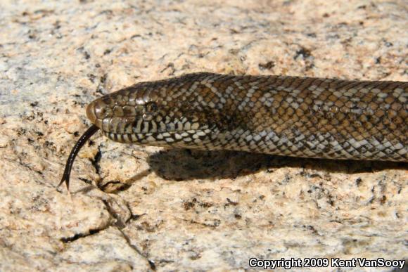 Coastal Rosy Boa (Lichanura trivirgata roseofusca)