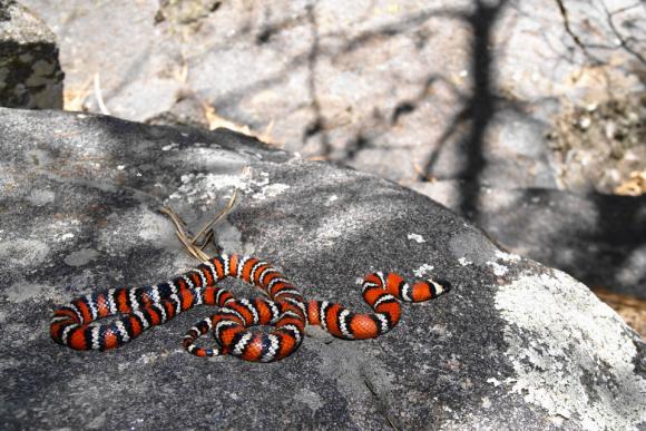 San Diego Mountain Kingsnake (Lampropeltis zonata pulchra)