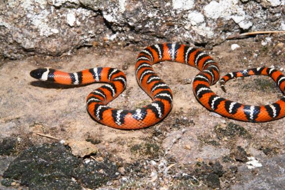 San Diego Mountain Kingsnake (Lampropeltis zonata pulchra)