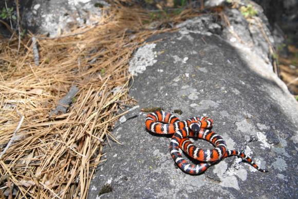 San Diego Mountain Kingsnake (Lampropeltis zonata pulchra)