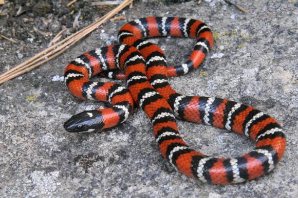 San Diego Mountain Kingsnake (Lampropeltis zonata pulchra)