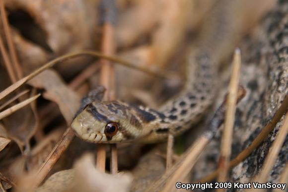 San Diego Gopher Snake (Pituophis catenifer annectens)