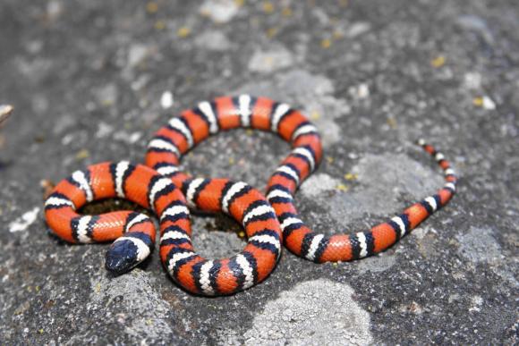 San Diego Mountain Kingsnake (Lampropeltis zonata pulchra)