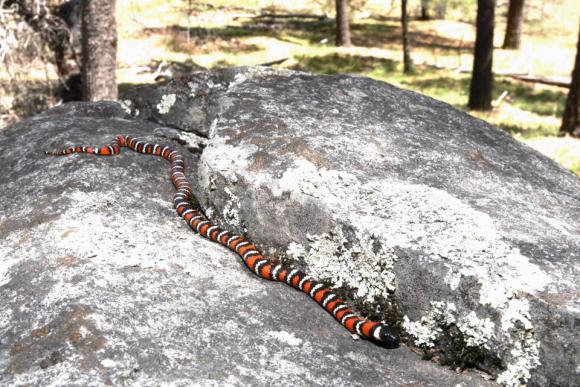 San Diego Mountain Kingsnake (Lampropeltis zonata pulchra)