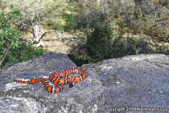 San Diego Mountain Kingsnake (Lampropeltis zonata pulchra)