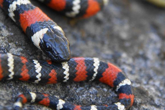 San Diego Mountain Kingsnake (Lampropeltis zonata pulchra)