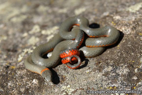 San Diego Ring-necked Snake (Diadophis punctatus similis)