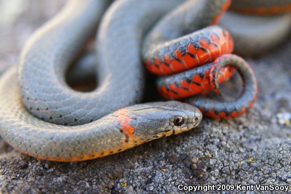 San Diego Ring-necked Snake (Diadophis punctatus similis)