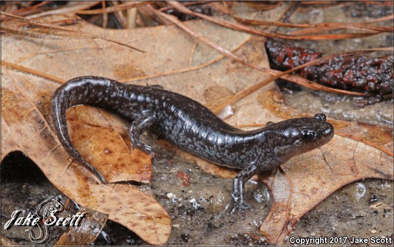 Mabee's Salamander (Ambystoma mabeei)