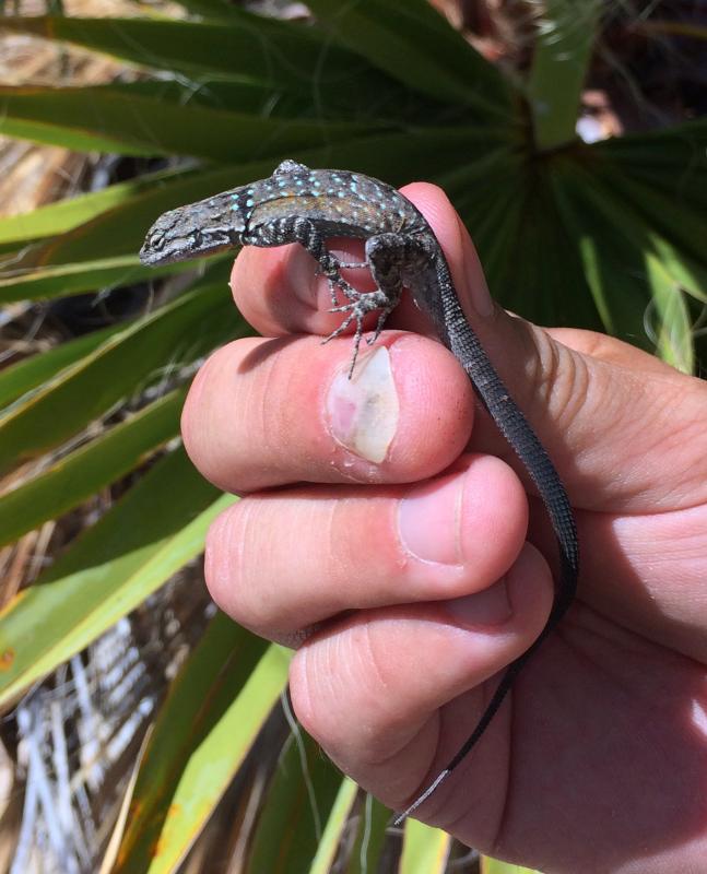 Black-tailed Brush Lizard (Urosaurus nigricaudus)