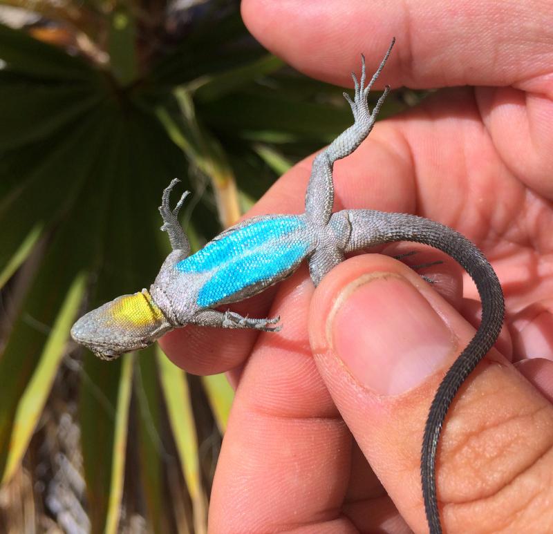 Black-tailed Brush Lizard (Urosaurus nigricaudus)