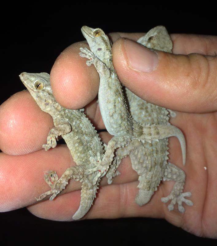 Moorish Wall Gecko (Tarentola mauritanica)