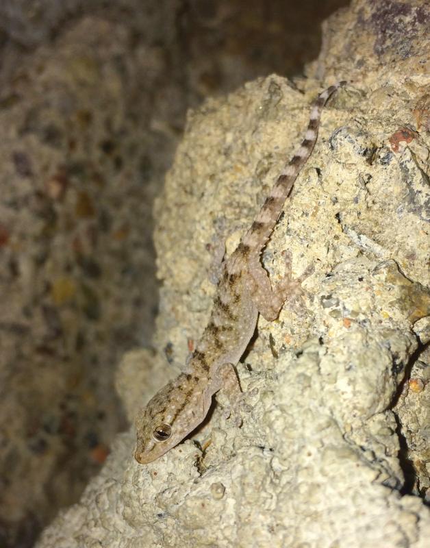 Moorish Wall Gecko (Tarentola mauritanica)