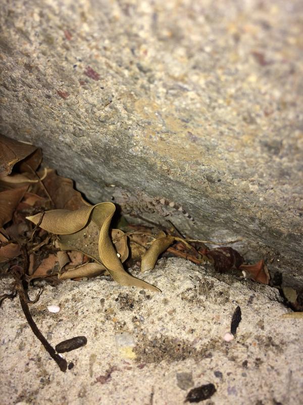 Moorish Wall Gecko (Tarentola mauritanica)