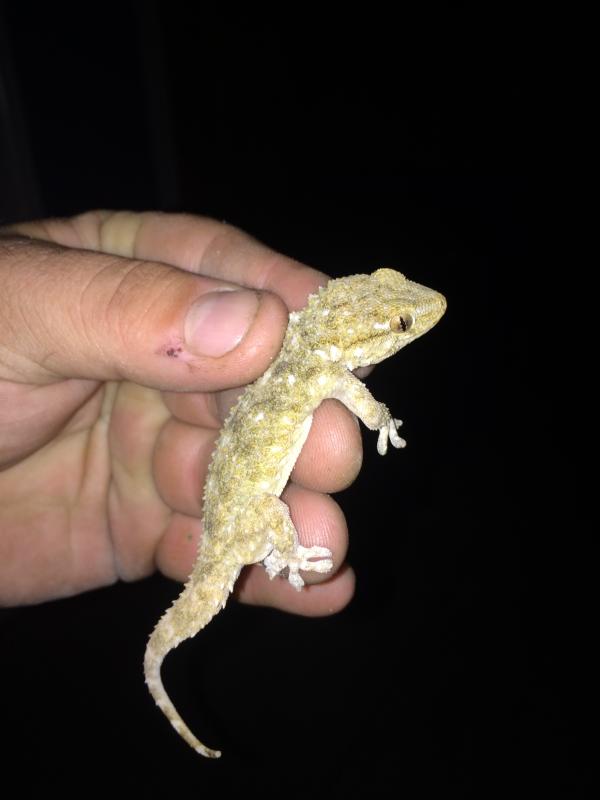 Moorish Wall Gecko (Tarentola mauritanica)