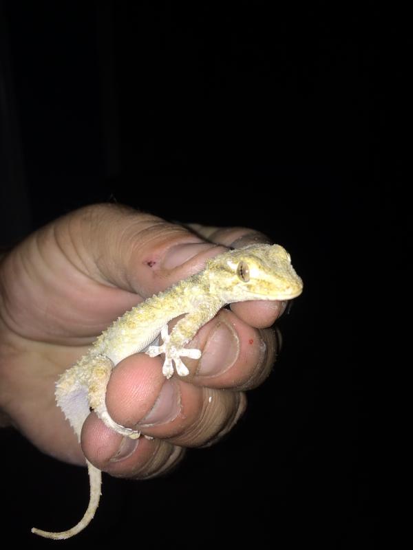 Moorish Wall Gecko (Tarentola mauritanica)