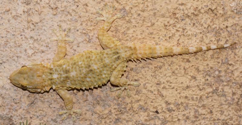 Moorish Wall Gecko (Tarentola mauritanica)