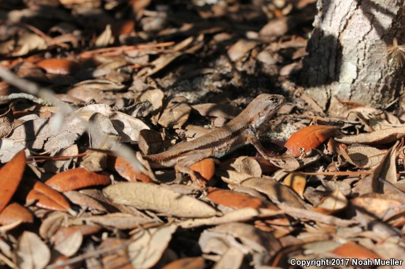 Florida Scrub Lizard (Sceloporus woodi)