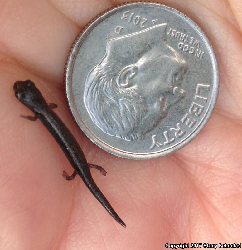 Garden Slender Salamander (Batrachoseps major major)