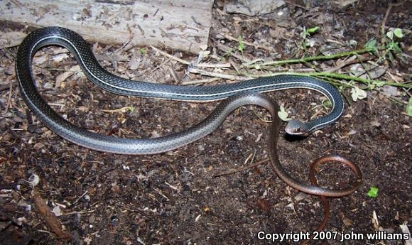 Schott's Whipsnake (Coluber schotti schotti)