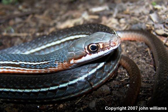 Schott's Whipsnake (Coluber schotti schotti)