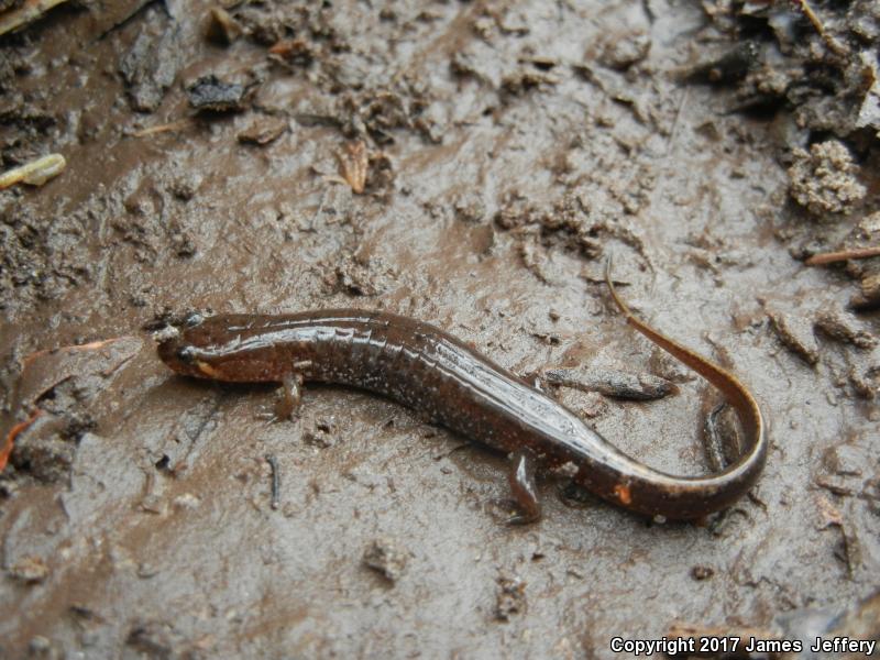 Spotted Dusky Salamander (Desmognathus conanti)