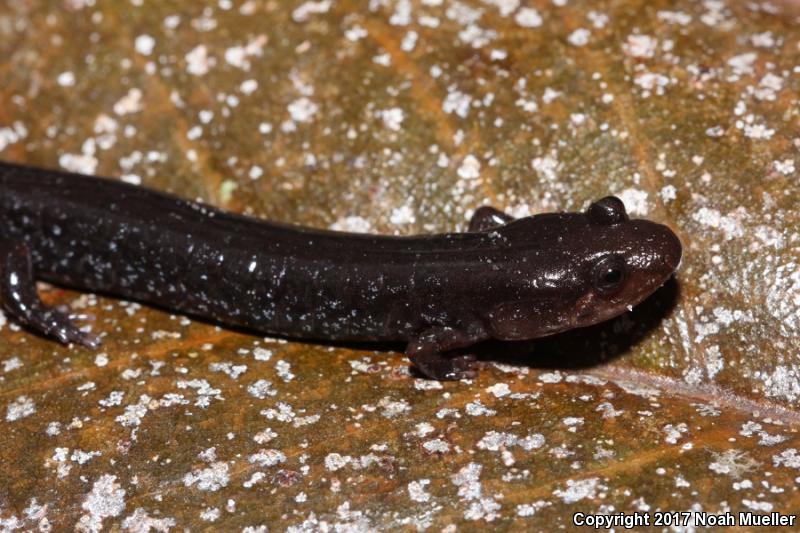 Apalachicola Dusky Salamander (Desmognathus apalachicolae)