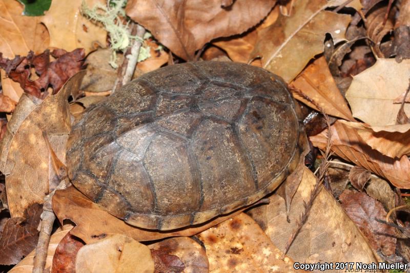 Loggerhead Musk Turtle (Sternotherus minor)