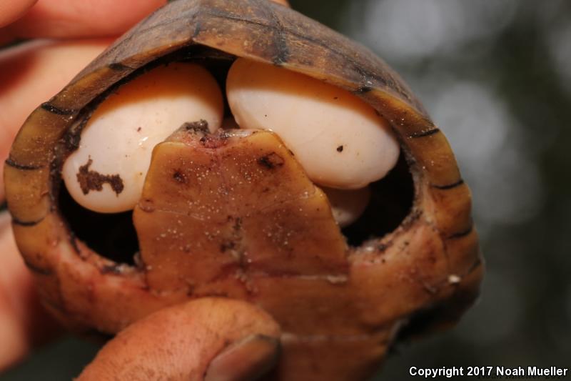 Loggerhead Musk Turtle (Sternotherus minor)