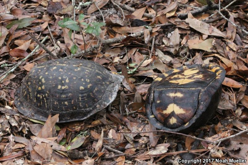 Gulf Coast Box Turtle (Terrapene carolina major)