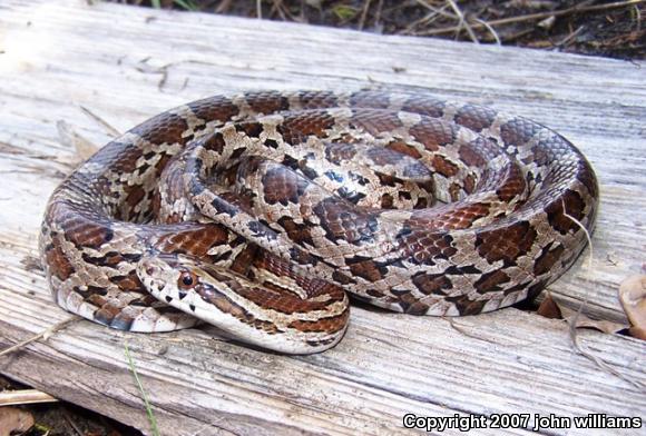 Slowinski's Cornsnake (Pantherophis slowinskii)