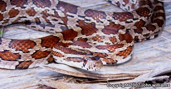 Slowinski's Cornsnake (Pantherophis slowinskii)