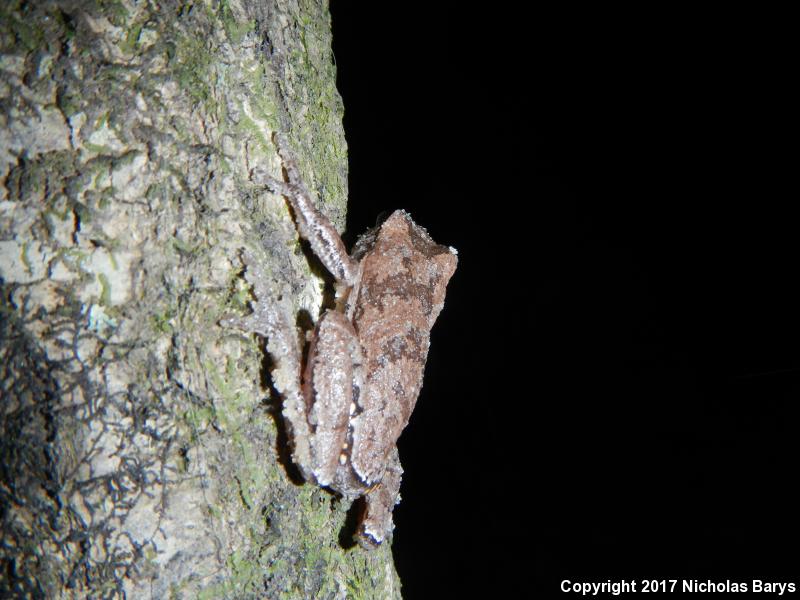 Pine Woods Treefrog (Hyla femoralis)