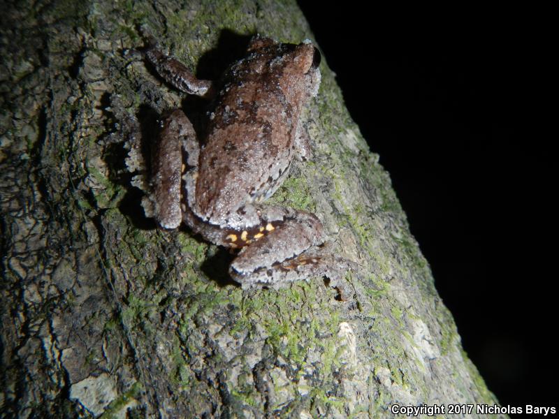 Pine Woods Treefrog (Hyla femoralis)
