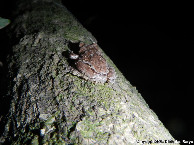 Pine Woods Treefrog (Hyla femoralis)