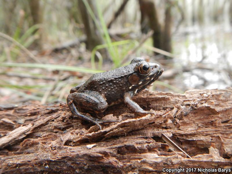 River Frog (Lithobates heckscheri)