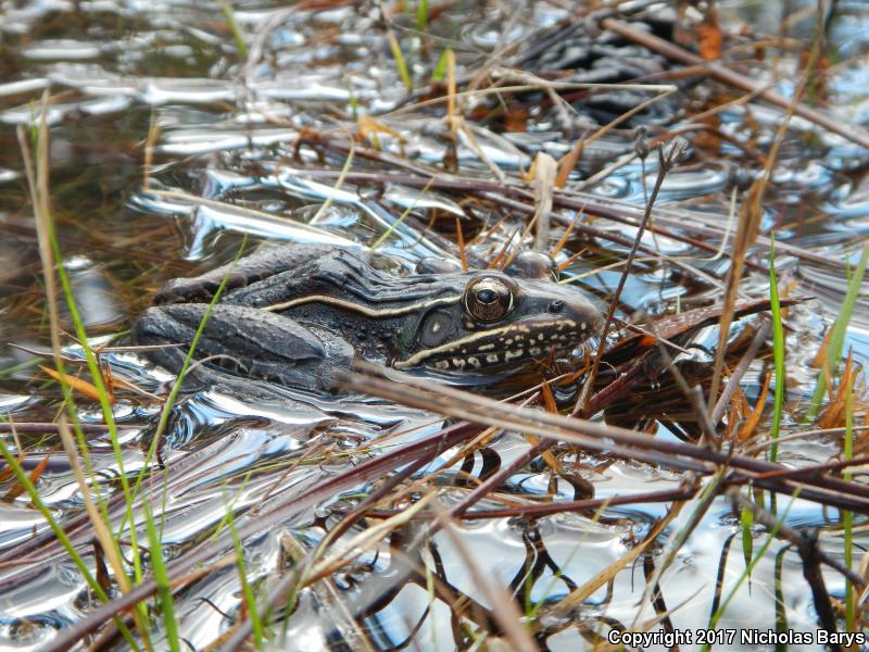 Florida Leopard Frog (Lithobates sphenocephalus sphenocephalus)