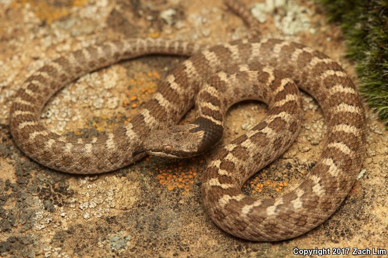 California Nightsnake (Hypsiglena ochrorhyncha nuchalata)