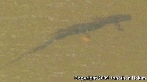 Northern Rough-skinned Newt (Taricha granulosa granulosa)