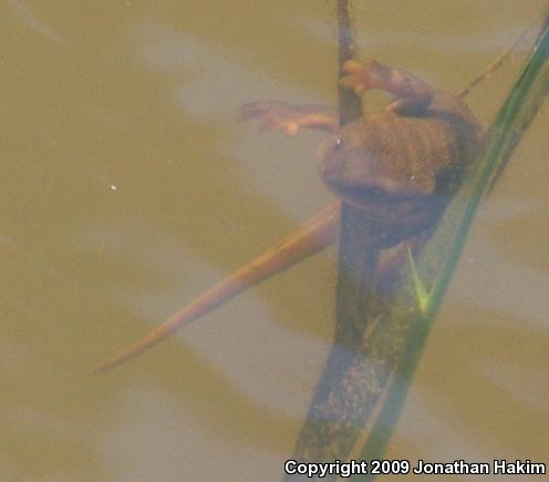 Northern Rough-skinned Newt (Taricha granulosa granulosa)