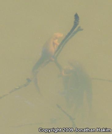 Northern Rough-skinned Newt (Taricha granulosa granulosa)