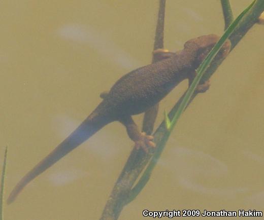 Northern Rough-skinned Newt (Taricha granulosa granulosa)