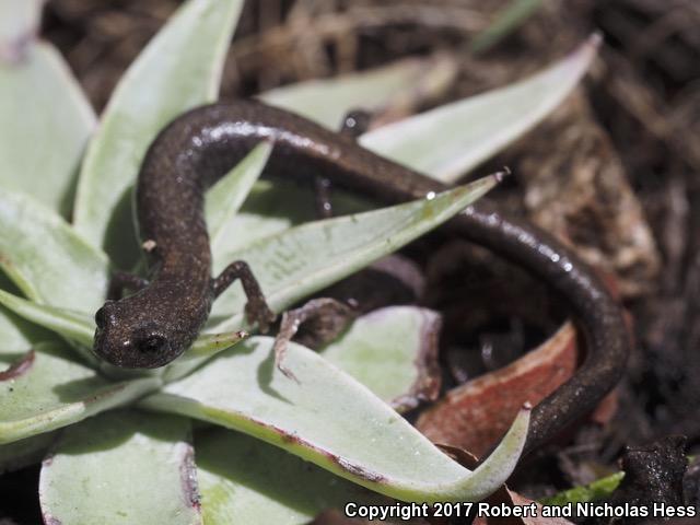 San Gabriel Mountains Slender Salamander (Batrachoseps gabrieli)