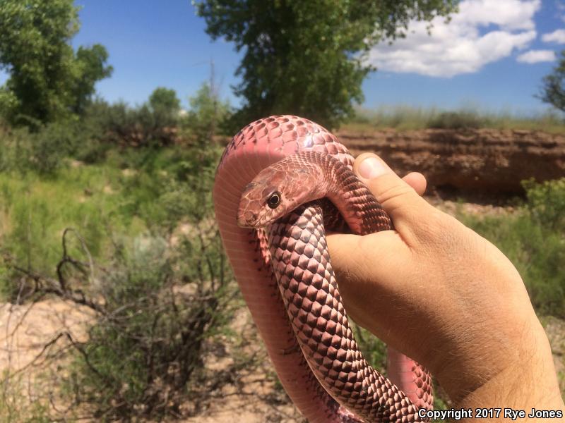 Sonoran Coachwhip (Coluber flagellum cingulum)