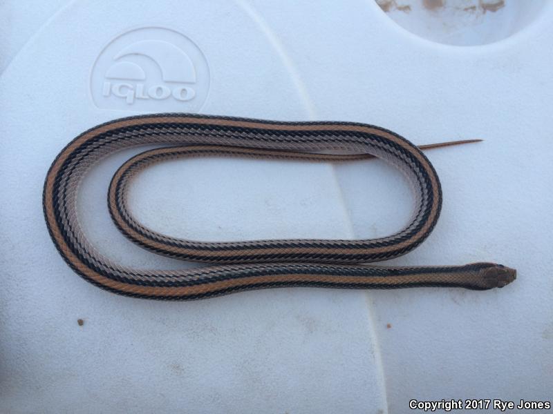 Big Bend Patch-nosed Snake (Salvadora hexalepis deserticola)