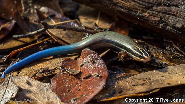 Mountain Skink (Plestiodon callicephalus)